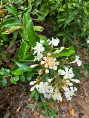 Melodinus suaveolens