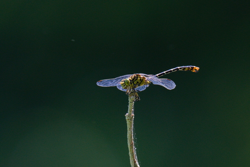 Small Pincertail