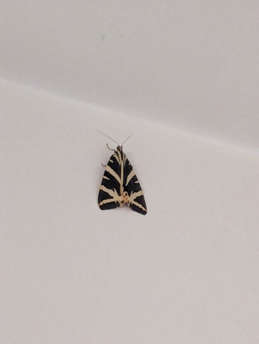 Jersey Tiger
