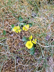 Ranunculus sulphureus, photograph author not stated, no rights reserved