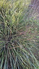 Chionochloa conspicua, photograph author not stated, no rights reserved