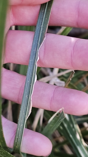 Chionochloa conspicua, photograph 6