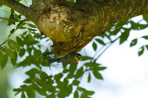 Eurasian Blue Tit