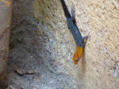 Gonatodes albogularis