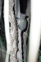 Mesembriomys gouldii