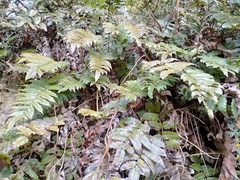 Blechnum montanum