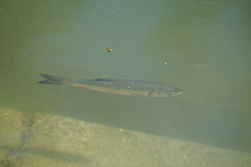 European Chub