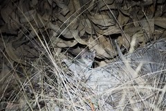 Antechinus bellus