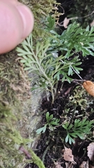 Asplenium richardii