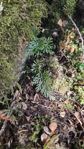 Asplenium richardii, photograph 2