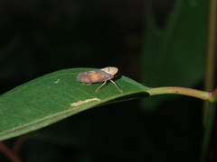 Brunotartessus fulvus