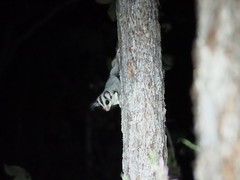 Petaurus breviceps ariel
