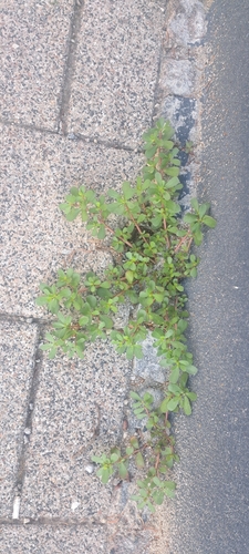 Common Purslane