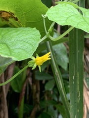 Thladiantha punctata