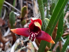 Maxillaria tenuifolia