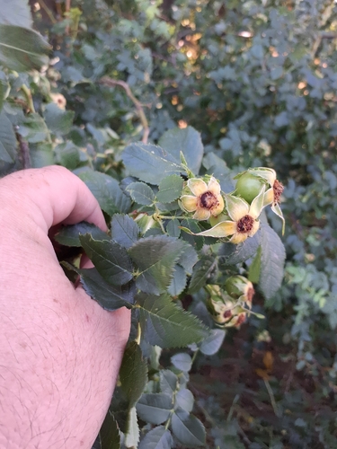 Rosa corymbifera