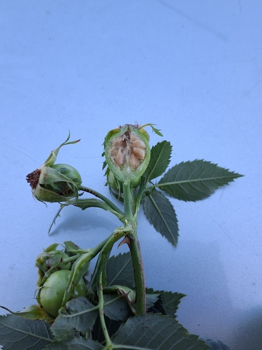 Rosa corymbifera, photograph 2
