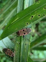 Physopelta quadriguttata