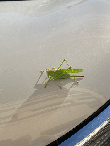 Great Green Bush-cricket