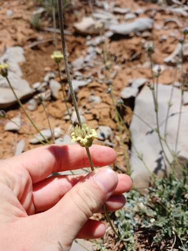 Sideritis libanotica, 2026-07-03