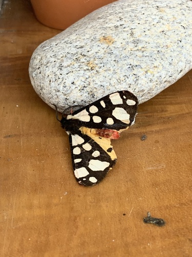 Cream-spot Tiger