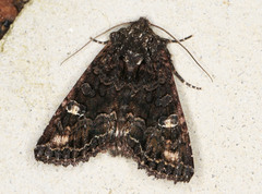 Neumichtis spumigera