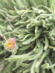 Erigeron pumilus