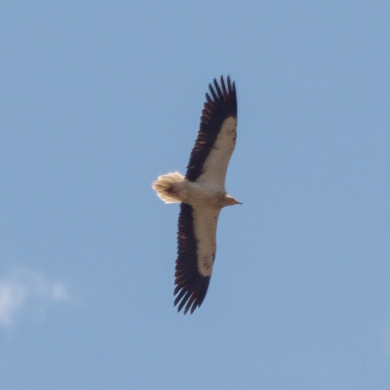 Western Egyptian Vulture