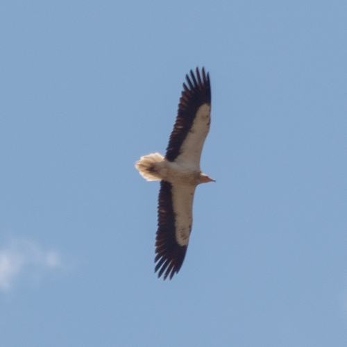 Western Egyptian Vulture