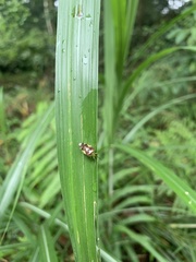 Elasmostethus nubilus