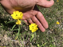 Oenothera serrulata