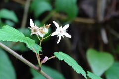 Rubus trianthus