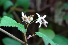 Rubus trianthus