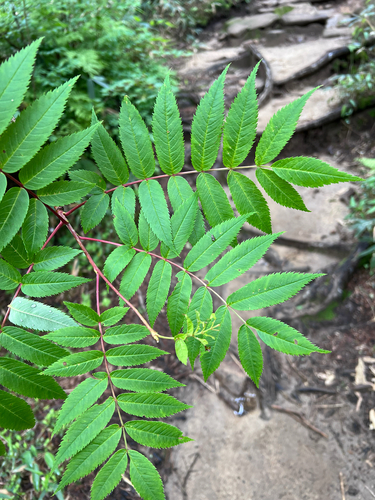 Sorbus japonica observed 2026-07-03