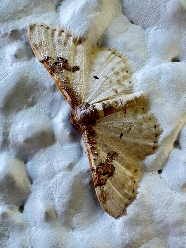 Idaea mustelata