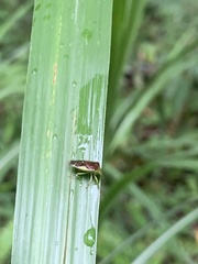 Elasmostethus nubilus