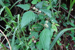 Rubus trianthus