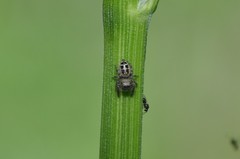 Phidippus clarus