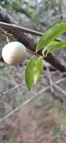 Melodinus phylliraeoides observed 2026-07-03