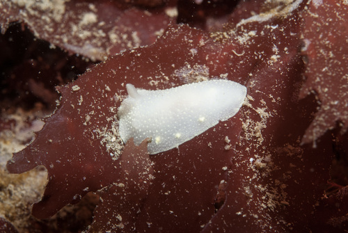 White Atlantic Cadlina