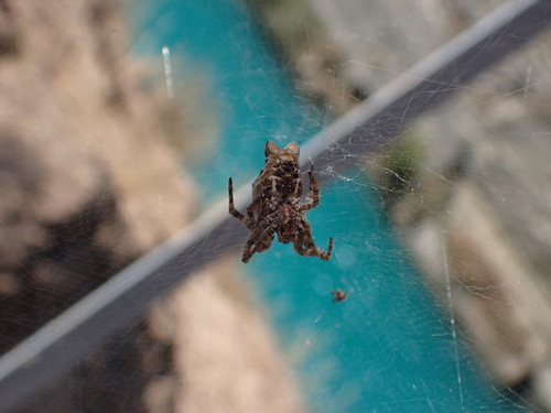 Tropical Tent-web Spider