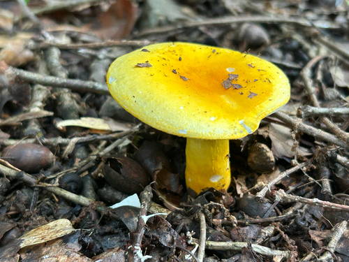 Russula flavida