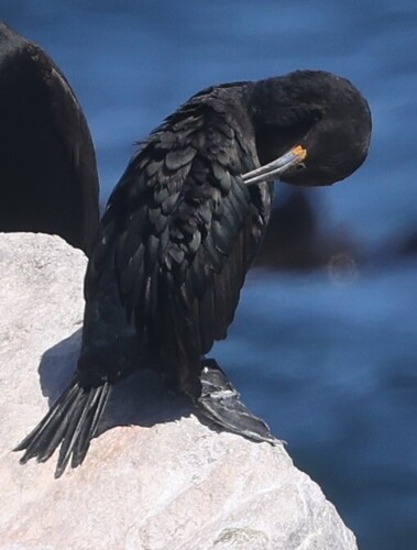 iNaturalist image