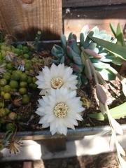 Gymnocalycium