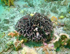 Steginoporella chartacea