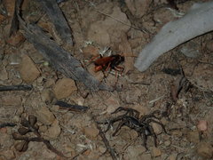 Tasmanicosa godeffroyi