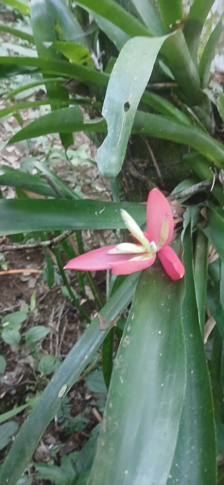 Billbergia amoena