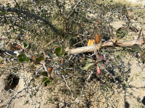 Small Clusterleaf