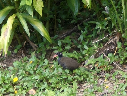 Okinawa Rail (Gallirallus okinawae), photo 4
