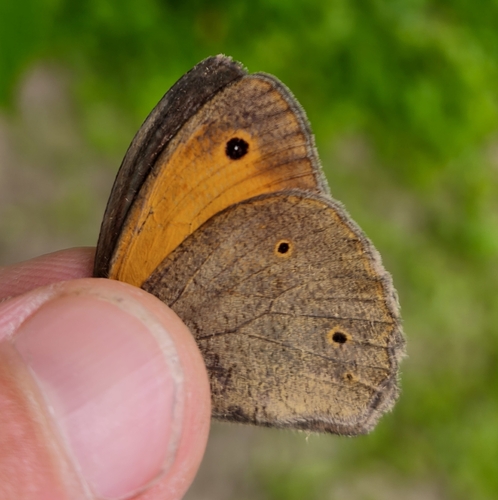 Meadow Brown